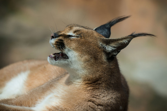 獰貓