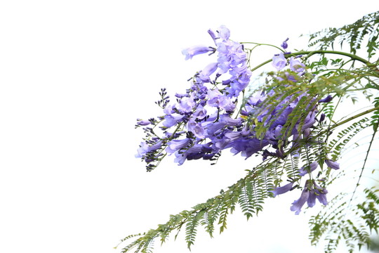 藍(lán)花楹