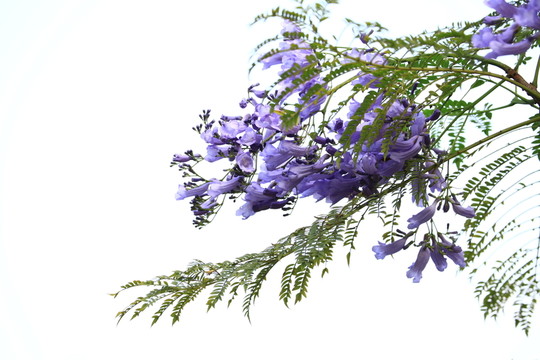 藍花楹