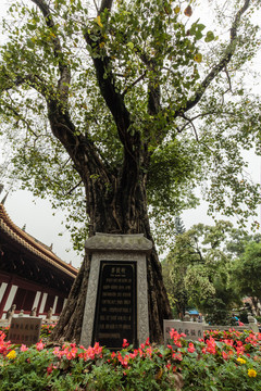 廣州光孝寺菩提樹(shù)