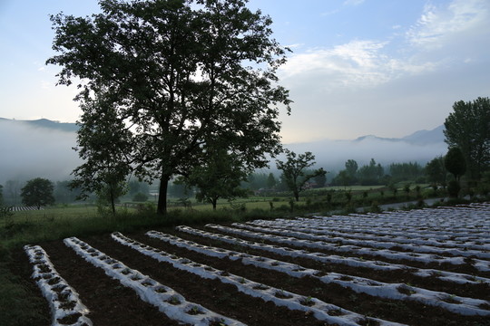 田園風(fēng)景