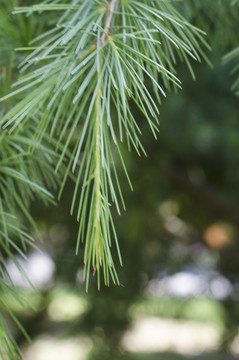 松樹(shù)葉子