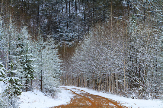 森林雪路