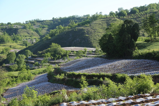 田園風(fēng)光