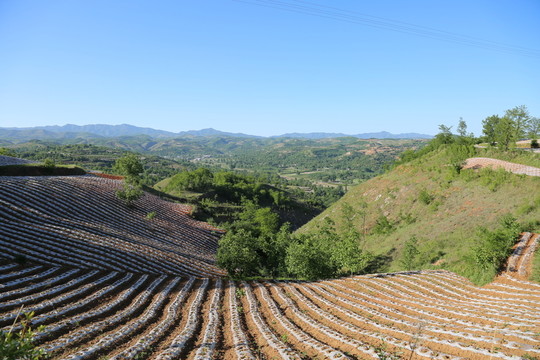 田園風(fēng)光