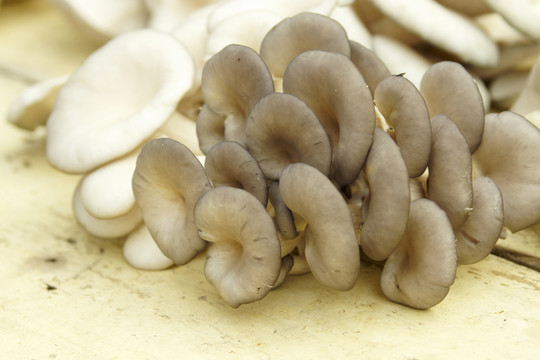 新鮮蘑菇