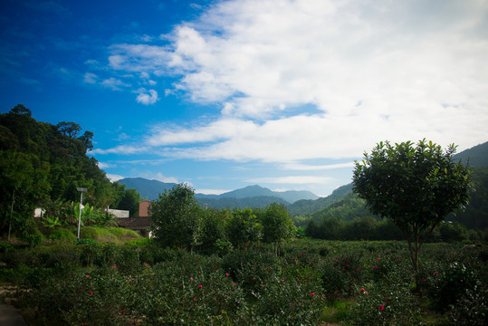 鄉(xiāng)村早晨