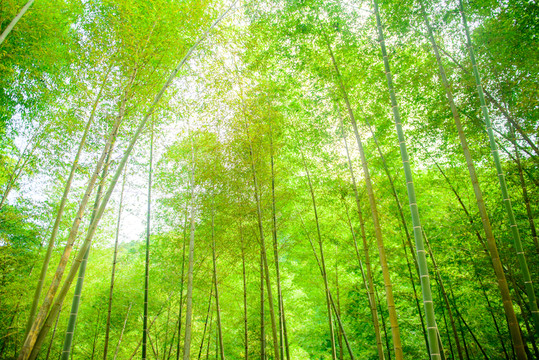 陽光竹林