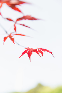 楓葉