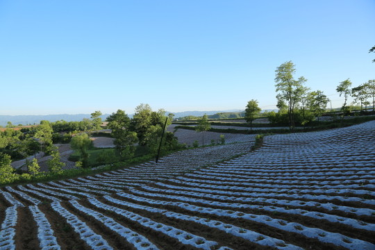 田園春光
