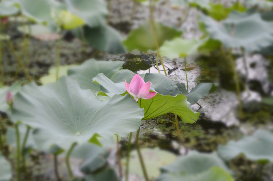 杭州西湖的荷花