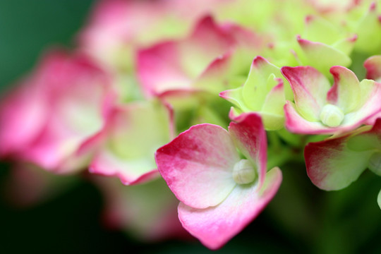 漂亮花卉