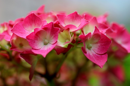 粉色花