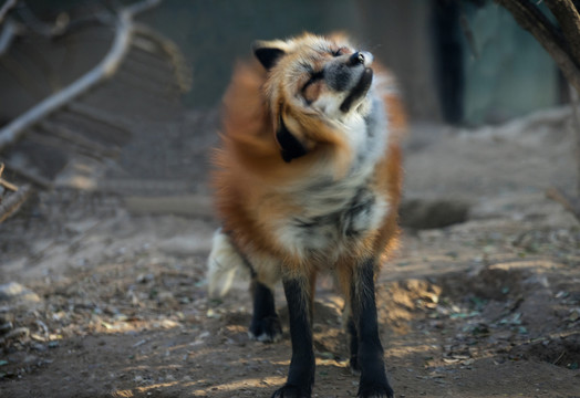 狐貍