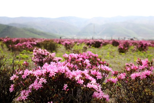 高原杜鵑