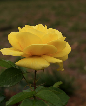 月季花