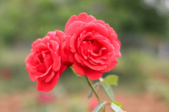 月季花
