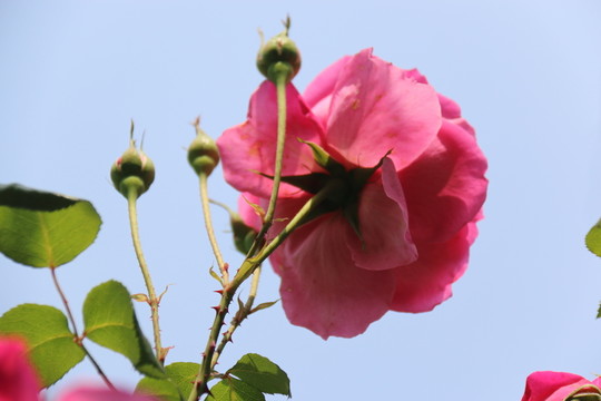 月季 一花拱三蕾
