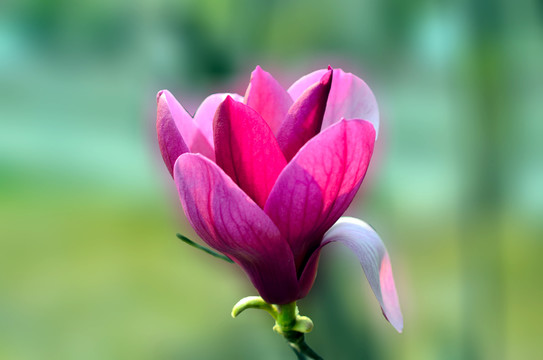 紅玉蘭花