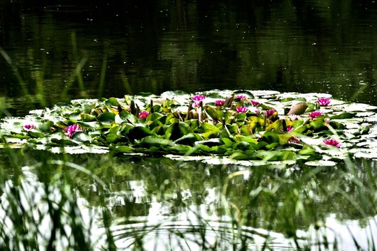 睡蓮花