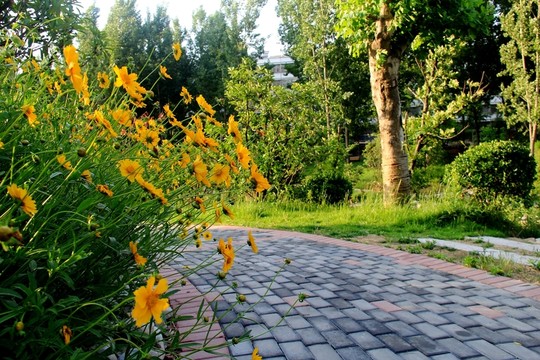 鋪滿鮮花的路