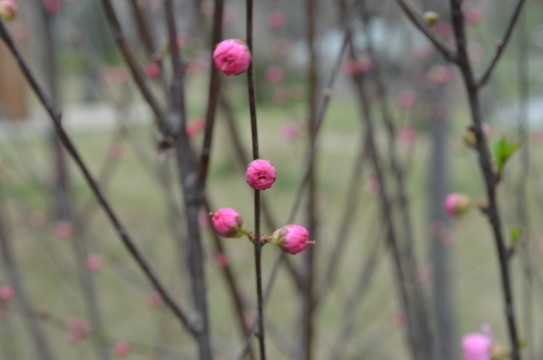 梅花