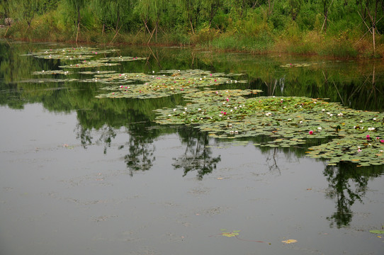 濕地公園