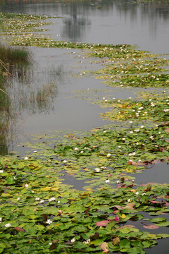 濕地公園