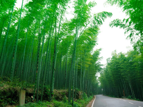 竹林