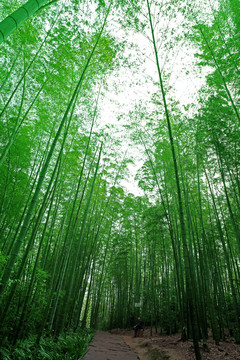竹林