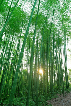 陽(yáng)光竹林