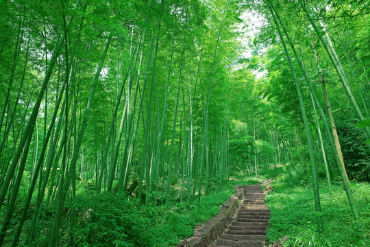 竹林