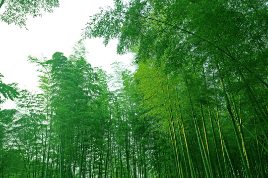 竹林