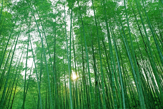 陽光竹林
