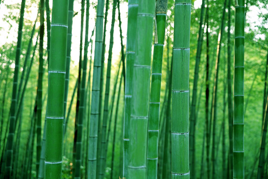 竹子
