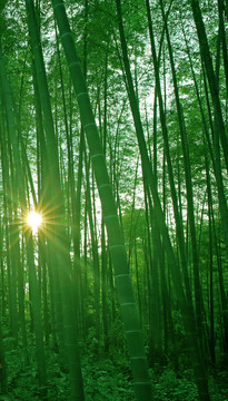 陽光竹林