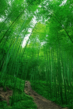竹林