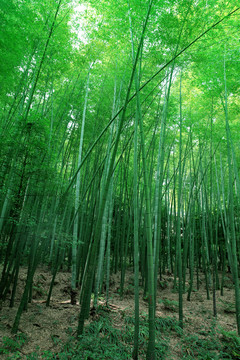竹林