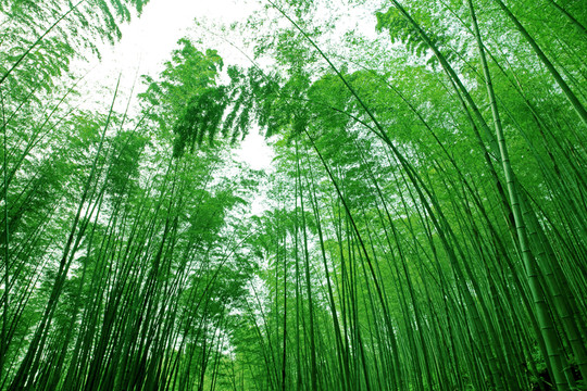 竹子
