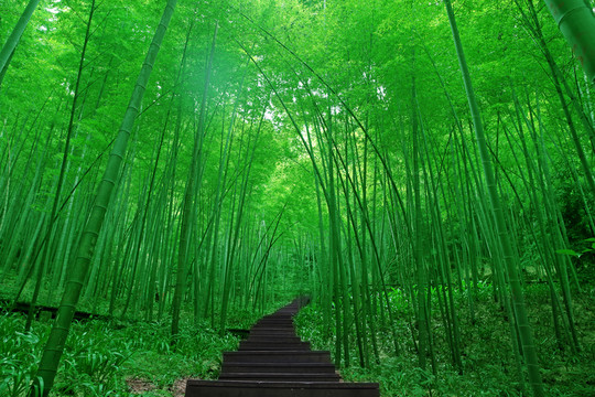 竹林