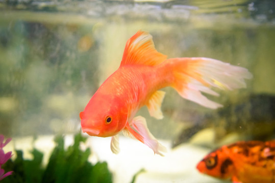 金鯽魚
