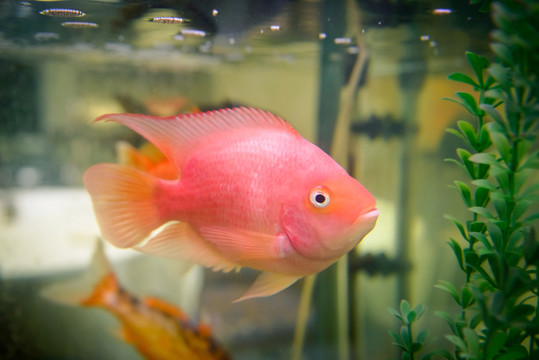 鸚鵡魚