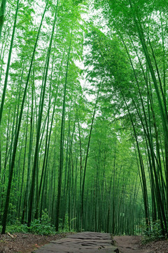 竹林