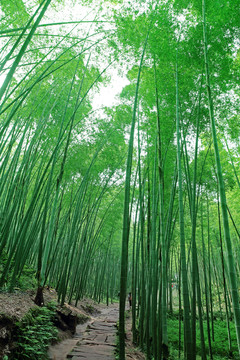 竹林