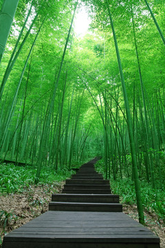 竹林