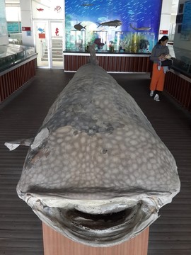 劉家灣趕海園海洋生物館