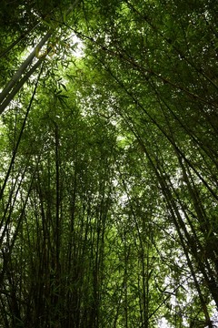 竹林 竹海