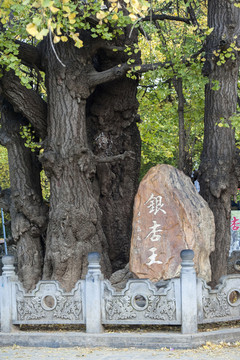 騰沖銀杏王