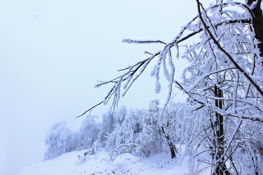 雪景中的樹枝