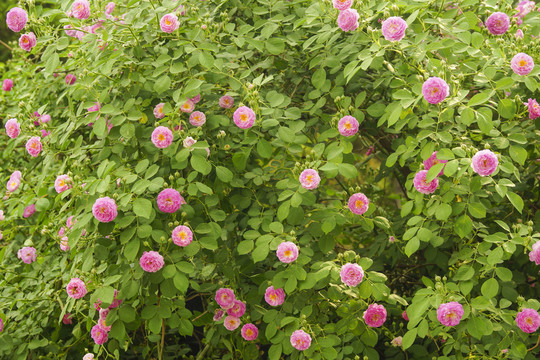 薔薇花墻